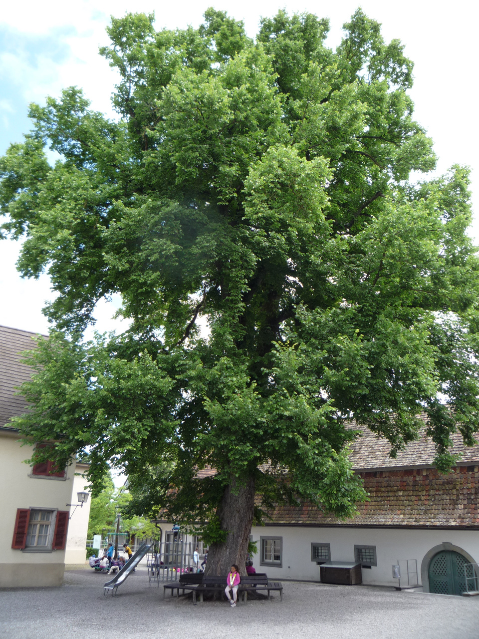 Flatter-Ulme Rosenegg