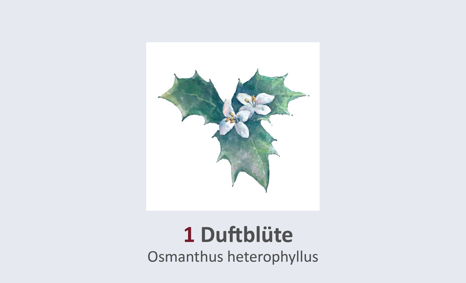 Osmanthus heterophyllus Duft- und Winterblütengarten Schild 1