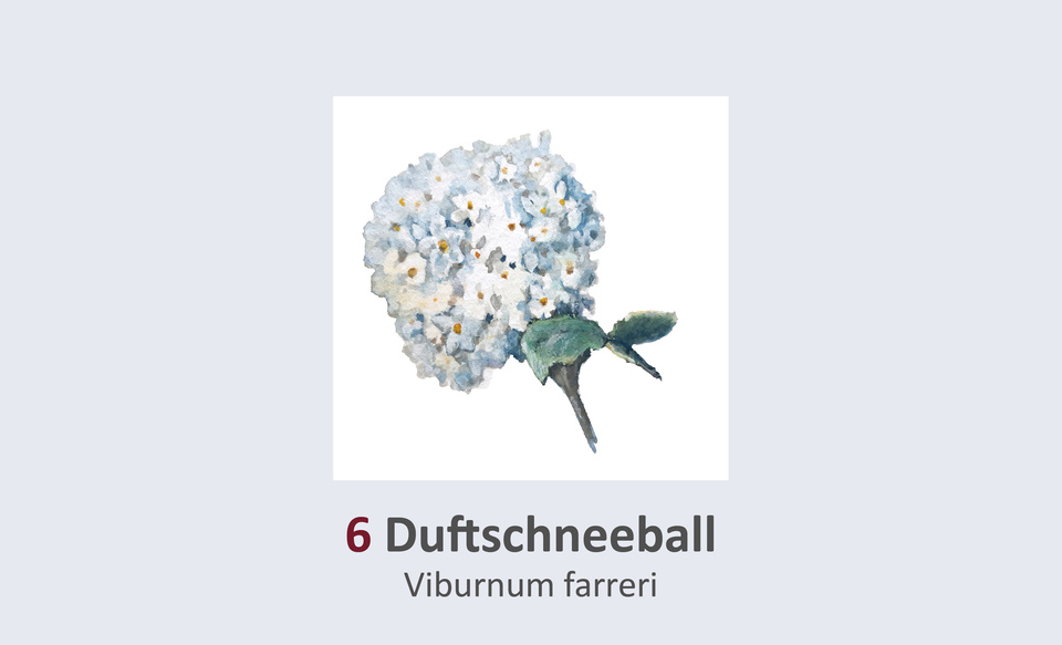 Duftschneeball, Viburnum farreri Duft- und Winterblütengarten Schild 6