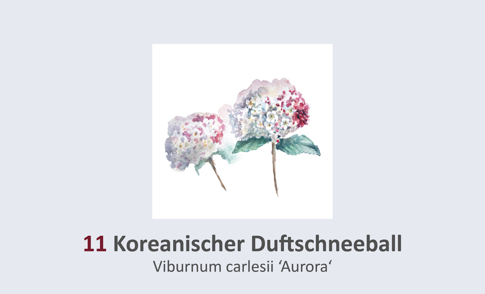 Koreanischer Duftschneeball, Viburnum carlesii 'Aurora' Duft- und Winterblütengarten Schild 11