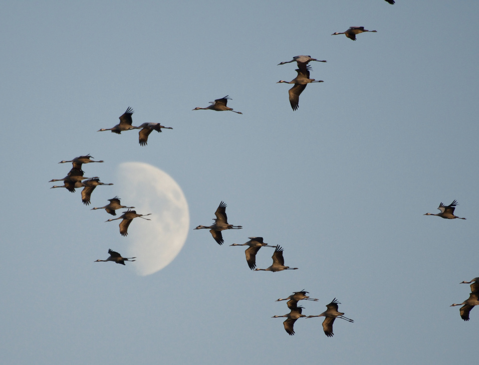 Vogelzug der Kraniche (Foto: Heiko Hörster) Bild Faszination Vogelzug - Kraniche
