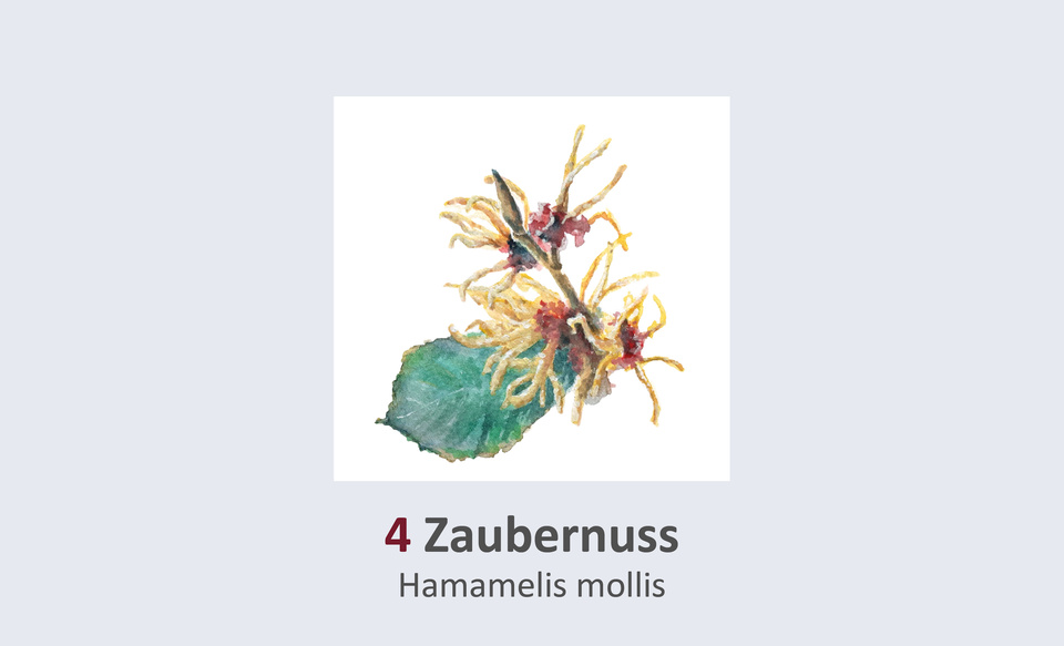 Zaubernuss, Hamamelis mollis Duft- und Winterblütengarten Schild 4