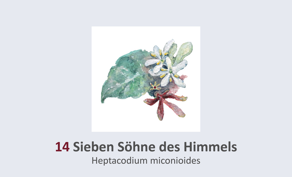 Sieben Söhne des Himmels, Heptacodium miconioides Duft- und Winterblütengarten Schild 14
